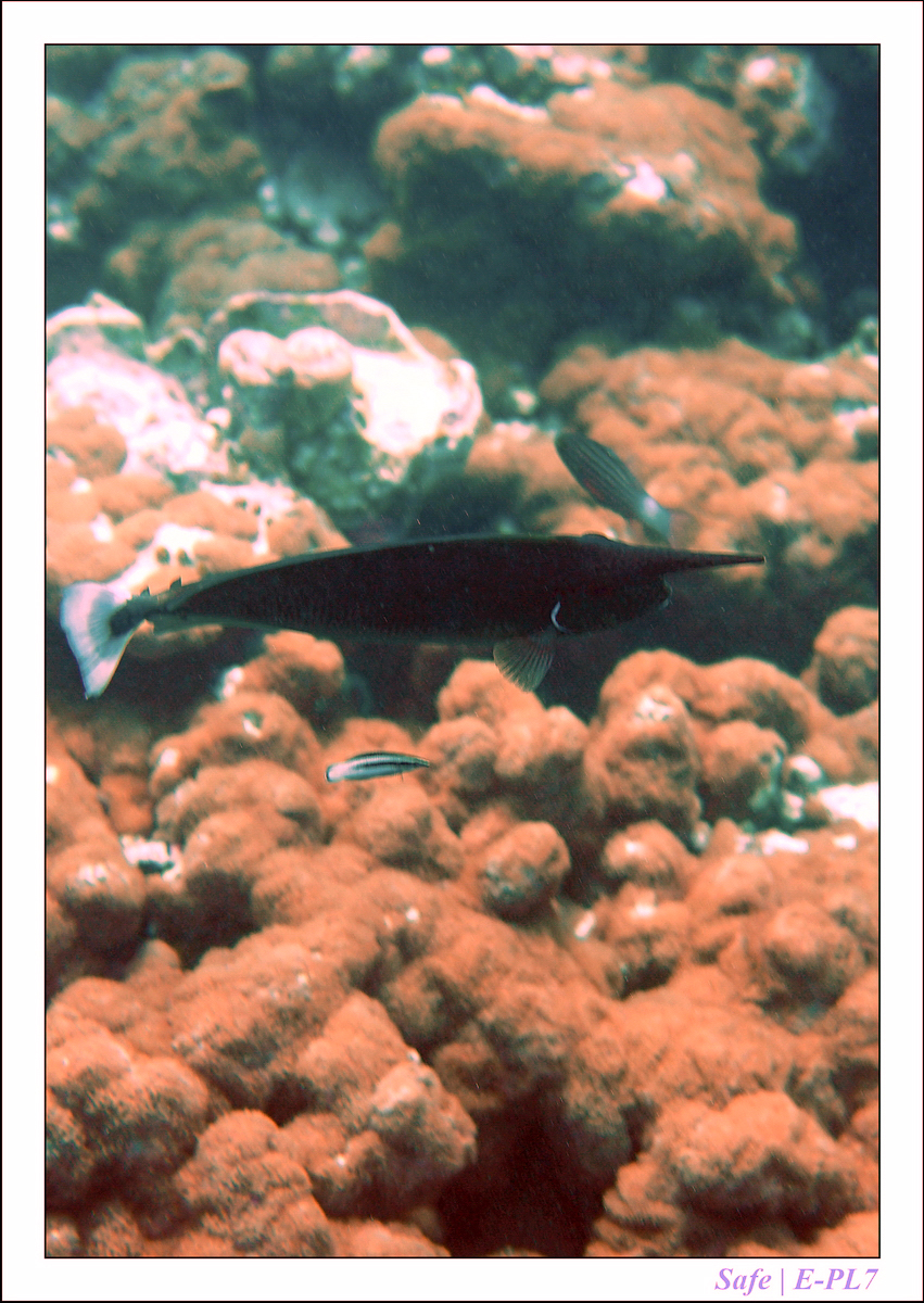 2019 - 07 - Snorkeling maldives - 02